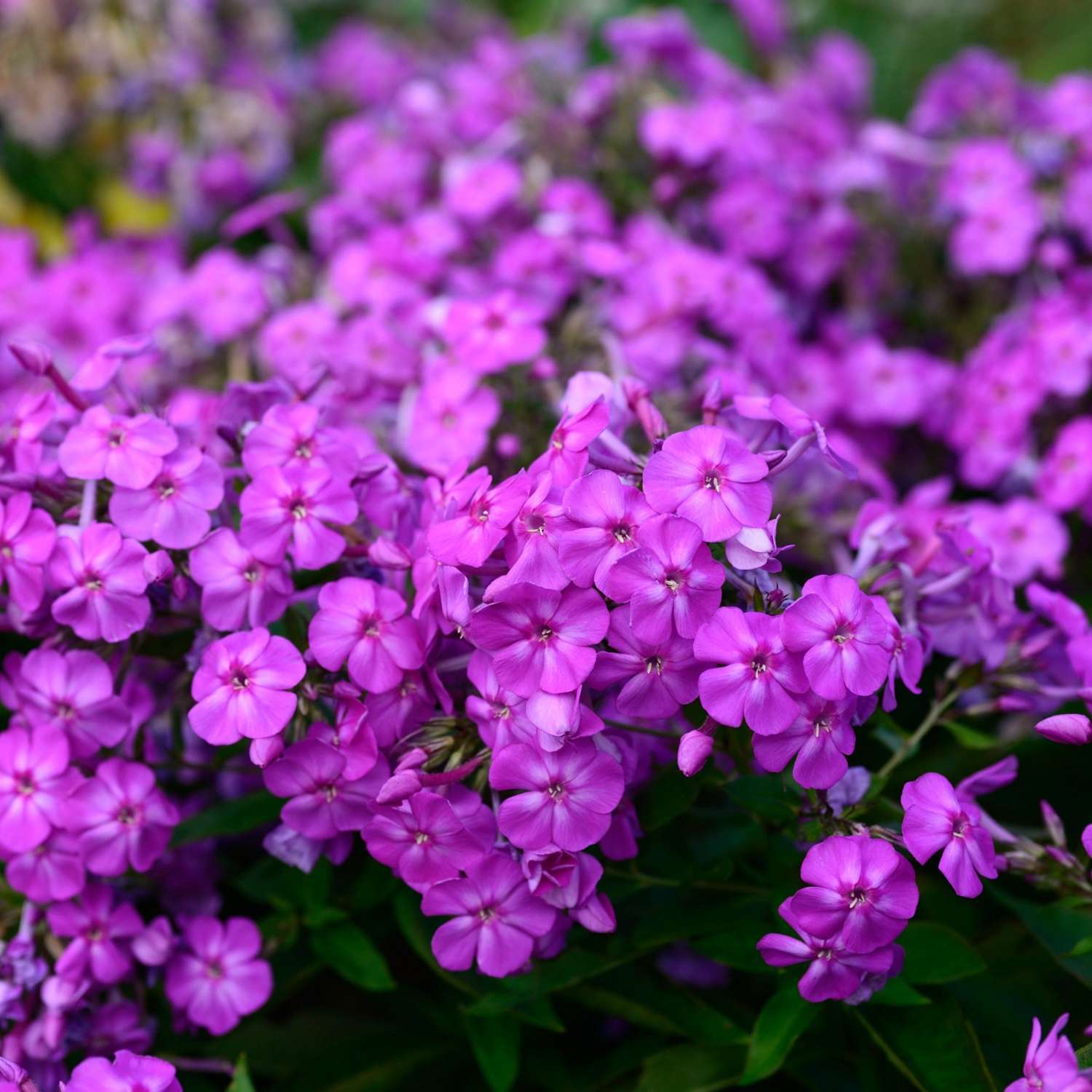 Flammenblume ‘Amethyst’